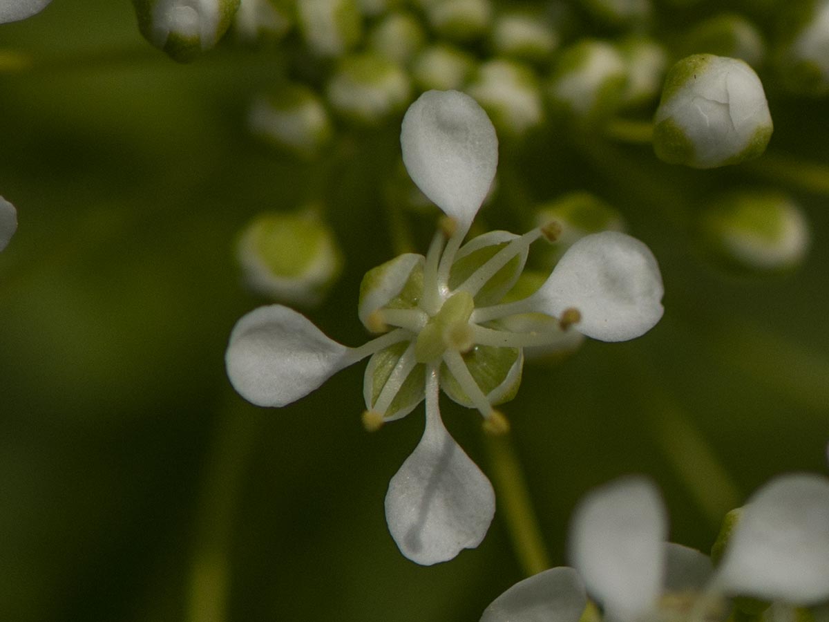 Blüte